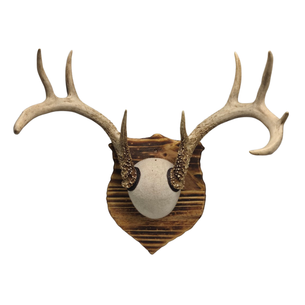 Handmade European Mount Style Deer Antler Wall Plaque Home Décor / Taxidermy Antler Mount