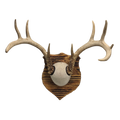 Handmade European Mount Style Deer Antler Wall Plaque Home Décor / Taxidermy Antler Mount