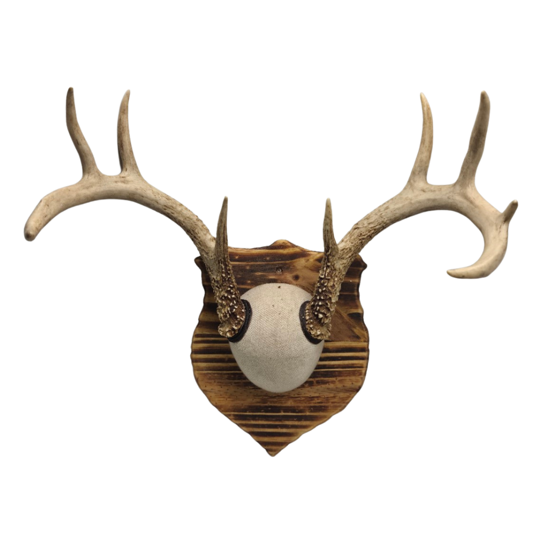 Handmade European Mount Style Deer Antler Wall Plaque Home Décor / Taxidermy Antler Mount