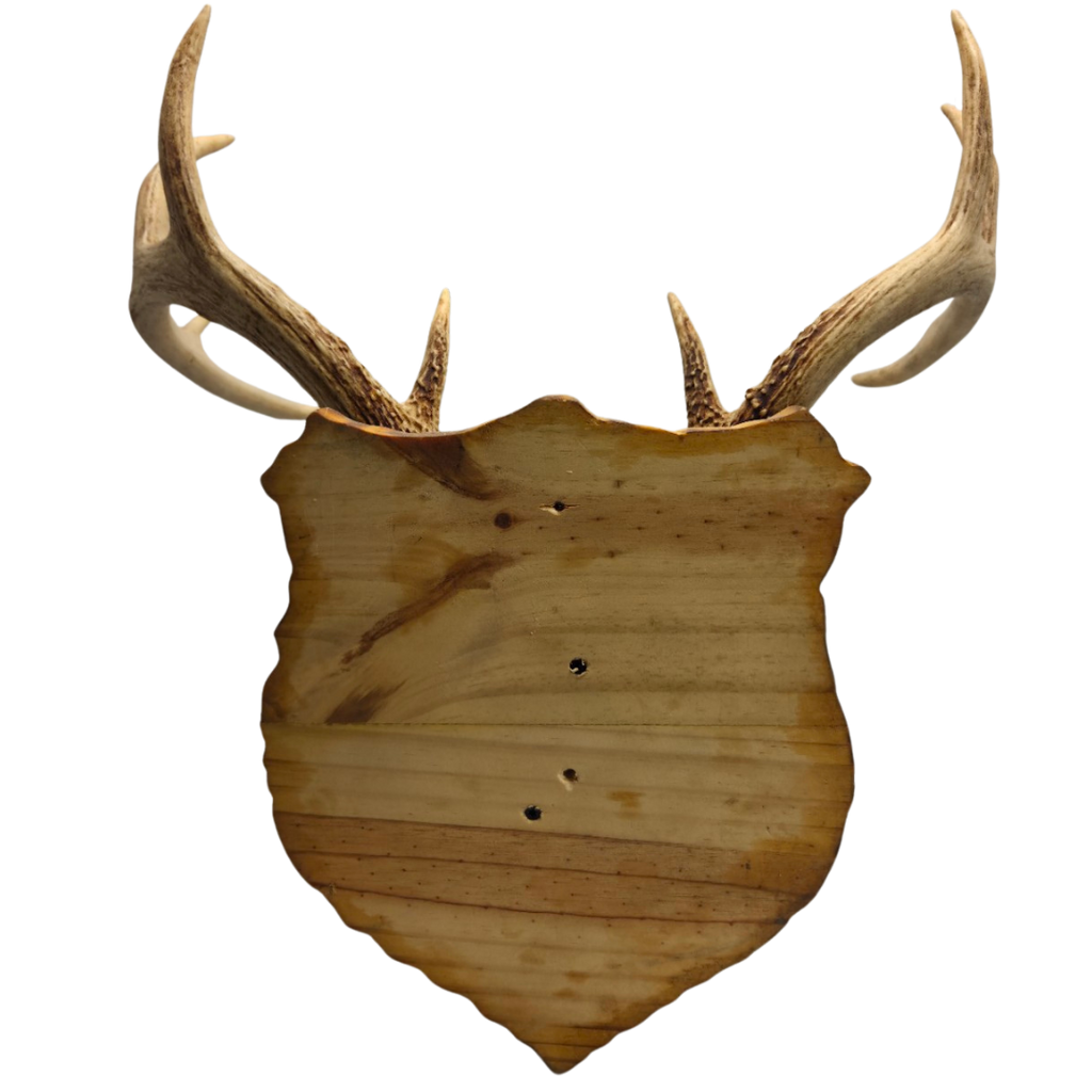 Handmade European Mount Style Deer Antler Wall Plaque Home Décor / Taxidermy Antler Mount