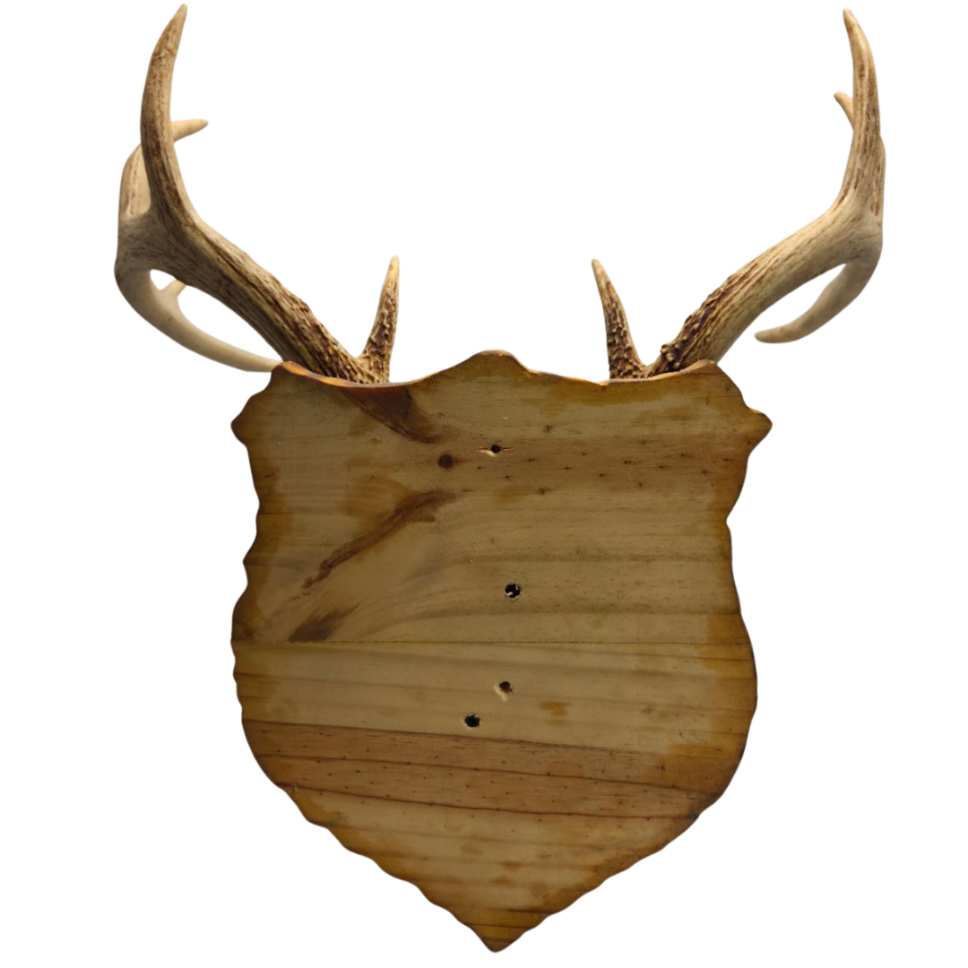 Handmade European Mount Style Deer Antler Wall Plaque Home Décor / Taxidermy Antler Mount